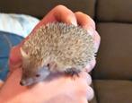 Tenrec met terrarium, Dieren en Toebehoren, April, Mannelijk