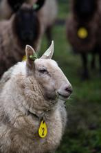 Border Leicester kruising ooien 50-75%, Dieren en Toebehoren, Schapen, Geiten en Varkens, Vrouwelijk, Schaap