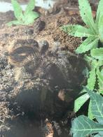 Tliltocatl Albopilosum volwassen vrouw, Dieren en Toebehoren, Insecten en Spinnen