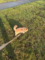 Gezocht kleineblijvend hondje, 8 tot 15 weken, Teef, Parvo, Eén hond