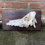 Zwijnenschedel op plank, Ophalen of Verzenden, Zo goed als nieuw, Schedel