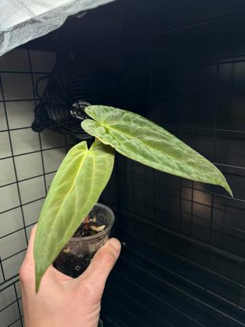 Anthurium Papi Fort Sherman (Kartel daun) beschikbaar voor biedingen