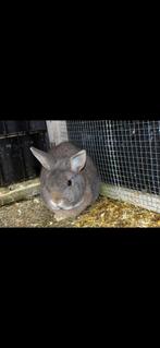 Huisje gezocht, Dieren en Toebehoren, Mannelijk, 3 tot 5 jaar