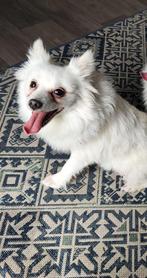 Keeshond, Dieren en Toebehoren, Honden | Poolhonden, Keeshonden en Oertypen, België, Particulier, Teef, Eén hond