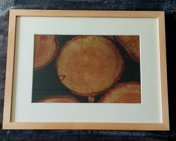 Doorsnee boomstammen (foto)... in Barth wissellijst 30x40  beschikbaar voor biedingen