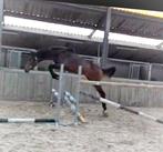 Chique talentvolle spring jaarling ruin DOURKHAN HERO Z, Dieren en Toebehoren, Paarden, Springpaard, 0 tot 2 jaar, Hengst, 170 tot 175 cm