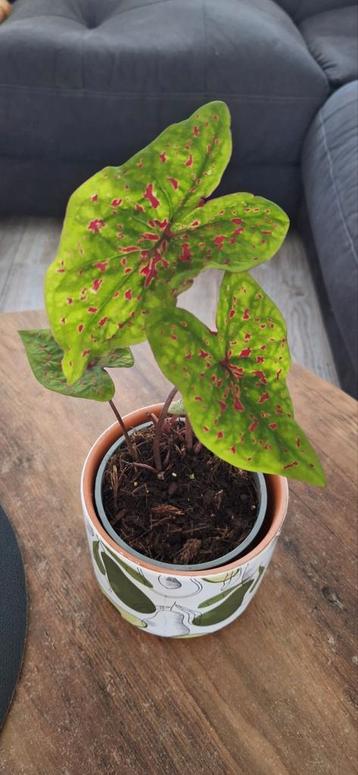Caladium  beschikbaar voor biedingen