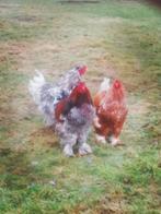 Brahma, Mannelijk, Kip