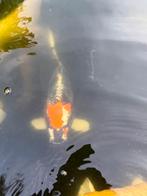 😁Wagoi Kawari Kogane koi 40 cm Ikarashi Ozumi, Karper of Koi