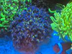 Euphyllia ancora golden stam zeeaquarium, Dieren en Toebehoren, Overige typen, Zoutwatervis