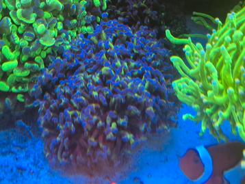 Euphyllia ancora golden stam zeeaquarium  beschikbaar voor biedingen
