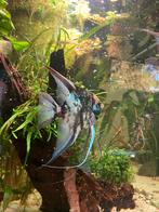 Maanvissen: 6 Blue Marble Jaguar Scalare, Dieren en Toebehoren, Vissen | Aquariumvissen, Vis