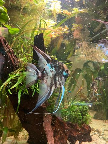 Maanvissen: 6 Blue Marble Jaguar Scalare beschikbaar voor biedingen