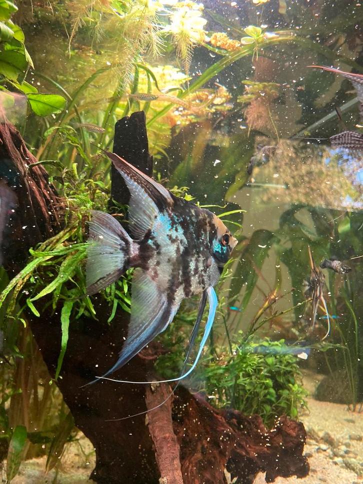 Maanvissen: 6 Blue Marble Jaguar Scalare, Dieren en Toebehoren, Vissen | Aquariumvissen, Vis