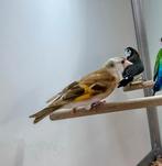 Putter x sijs, Dieren en Toebehoren, Vogels | Overige Vogels, Mannelijk, Wildzangvogel, Geringd