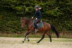 Zeer chique allround eyecatcher !!, Dieren en Toebehoren, Pony's, Merrie, B, Springpony, 3 tot 6 jaar