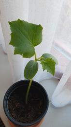 Komkommerplant, Ophalen, Volle zon, Groenteplanten, Eenjarig