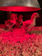 Brahma hen kuikens, Dieren en Toebehoren, Pluimvee, Vrouwelijk, Kip