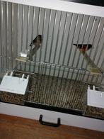 Kapoetsensijzen koppel of pop 2025., Vrouwelijk, Kleurkanarie