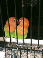 Prachtige brr agapornis fisheri opaline split geel meerdere, Dieren en Toebehoren, Vogels | Parkieten en Papegaaien, Meerdere dieren