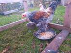 Brahma kippen, Dieren en Toebehoren, Meerdere dieren, Kip