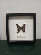 Opgezette Papilio Charopsus Vlinder, Ophalen of Verzenden, Zo goed als nieuw, Insect, Opgezet dier
