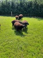 Dassenkop ramlammeren te koop!, Dieren en Toebehoren, Schapen, Geiten en Varkens, Mannelijk, Geit