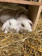 Super tamme Hangoor rammen en lionheads tekoop!!!, Meerdere dieren, Middelgroot, Hangoor, 0 tot 2 jaar