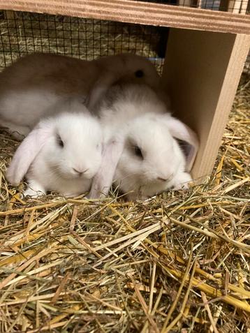 Super tamme Hangoor rammen en lionheads tekoop!!! beschikbaar voor biedingen