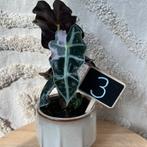 Alocasia polly pink variegata, Huis en Inrichting, Kamerplanten, Ophalen of Verzenden, Halfschaduw, Minder dan 100 cm