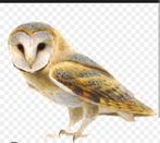 Kerkuil, Vrouwelijk, Roofvogel, Geringd