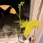 Zaden Christia obcordata 5 stuks, Verzenden, Volle zon