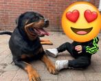 Rottweiler pups NESTAANKONDIGING, Dieren en Toebehoren, 8 tot 15 weken, Meerdere, Meerdere dieren, Rottweiler