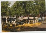 Purmerend Koe Markt Koeien met Koedek Ongelopen, Verzenden, 1980 tot heden, Ongelopen, Noord-Holland