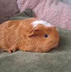 Diverse sheltie en coronet baby cavia's, Dieren en Toebehoren, Knaagdieren, September, Meerdere dieren, Cavia