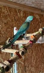 Halsbandparkiet man turquoise blauw, Dieren en Toebehoren, Vogels | Parkieten en Papegaaien, Mannelijk, Parkiet, Geringd