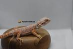baardagaam Orange Hypo leatherback het trans vrouw, Dieren en Toebehoren, Reptielen en Amfibieën, Hagedis, 0 tot 2 jaar