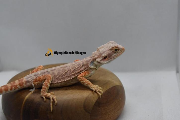 baardagaam Orange Hypo leatherback het trans vrouw, Dieren en Toebehoren, Reptielen en Amfibieën, Hagedis, 0 tot 2 jaar