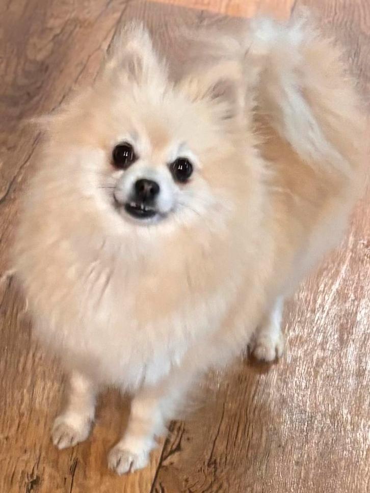 Twee superschattige pomeriaan teefjes, Dieren en Toebehoren, Honden | Chihuahua's en Gezelschapshonden, Teef, Overige rassen, Fokker | Hobbymatig