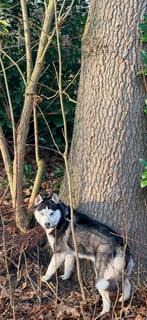 Pompsky teefje, Teef, Parvo, Eén hond, 3 tot 5 jaar