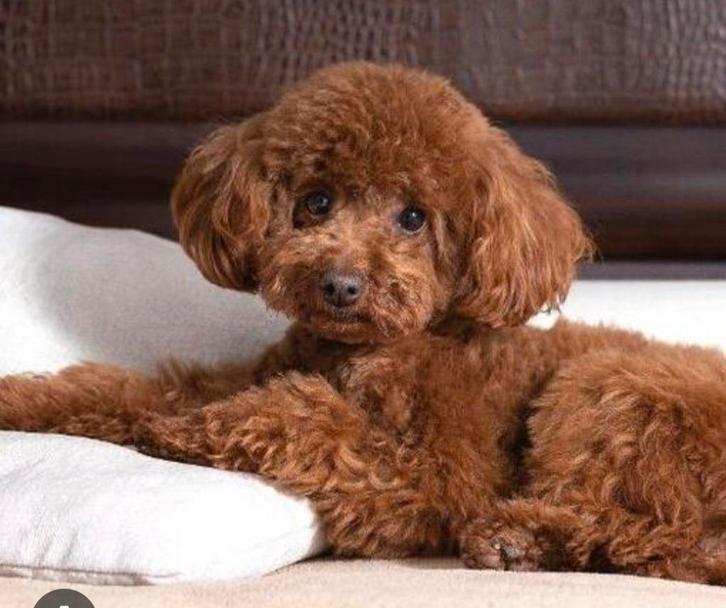 GEZOCHT. Toy poedel teefje donkerrood, Dieren en Toebehoren, Honden | Chihuahua's en Gezelschapshonden, Teef, Poedel, Particulier