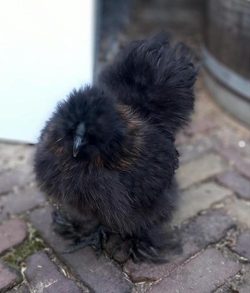 Prachtige zijdehoen haantje, Dieren en Toebehoren, Pluimvee, Kip, Mannelijk