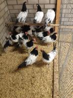 Lakenvelder broedeieren, Dieren en Toebehoren, Pluimvee, Geslacht onbekend, Kip