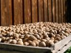 Verse walnoten uit boomgaard 12/10/2025 laatste kilo's, Ophalen of Verzenden
