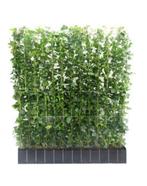 Hedera kant en klaar hagen in div maten groenblijvend, Ophalen of Verzenden, Overige soorten, Haag, 100 tot 250 cm