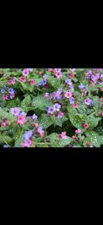 Te koop 6x bodembedekkende vaste plant Longkruid Pulmonaria, Ophalen, Halfschaduw