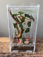 Springspin terrarium, Dieren en Toebehoren, Insecten en Spinnen, Spin of Schorpioen