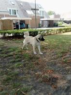 Anatolische herder/Kangal, Dieren en Toebehoren, Honden | Herdershonden en Veedrijvers, Rabiës (hondsdolheid), 15 weken tot 1 jaar