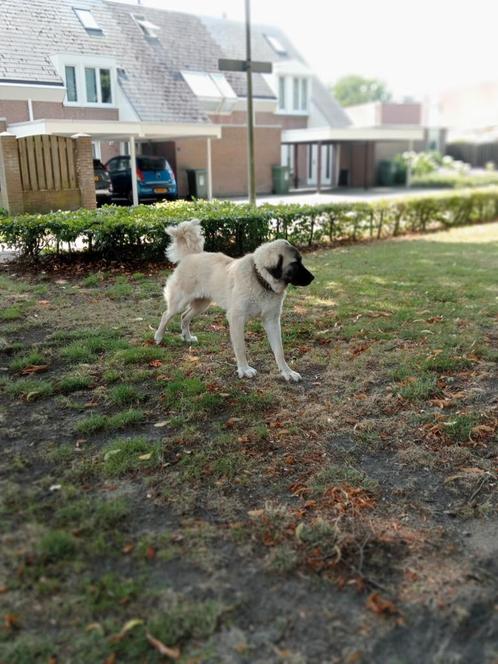 Anatolische herder/Kangal, Dieren en Toebehoren, Honden | Herdershonden en Veedrijvers, Reu, Herder, Particulier, Eén hond, Nederland