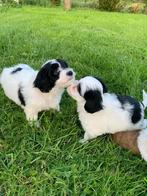Maltipoo pups, Dieren en Toebehoren, Honden | Chihuahua's en Gezelschapshonden, CDV (hondenziekte), Particulier, Meerdere, 8 tot 15 weken